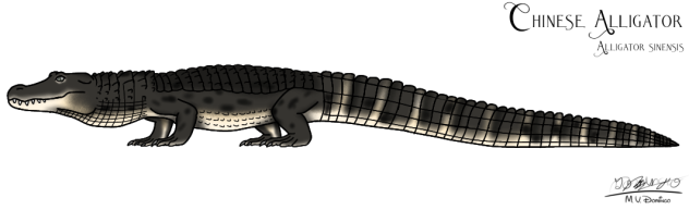 Chinese Alligator