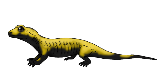 Golden Alpine Salamander2