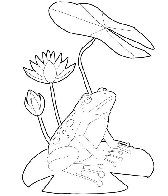 frog stamp outline