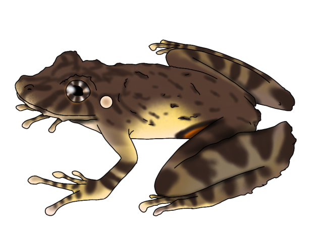 Scinax pyroinguinis render