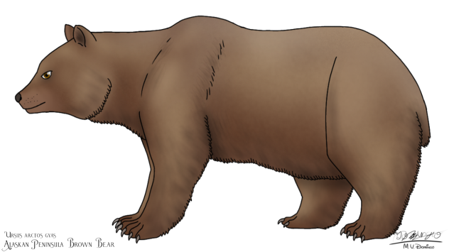 Alaskan Peninsula Brown Bear