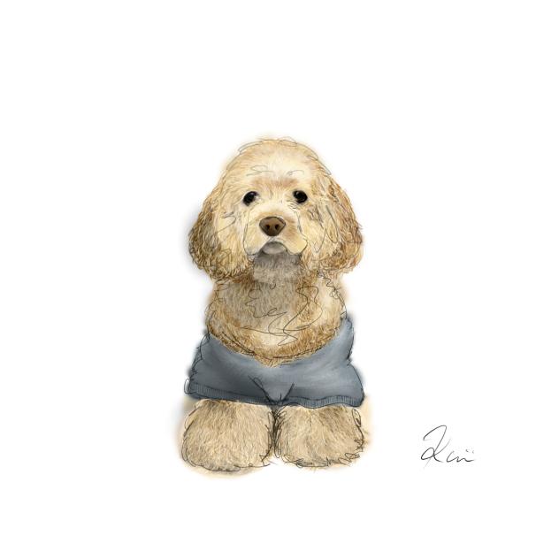 Daizu ダイズ  American Cocker Spaniel