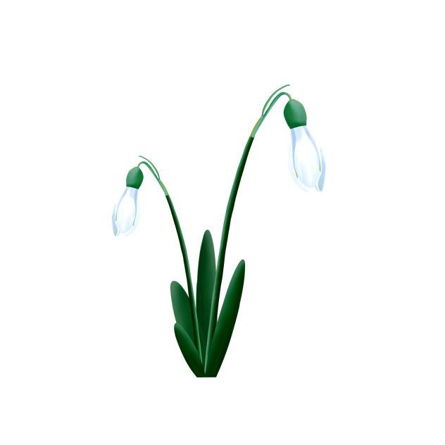 Snowdrop Flower