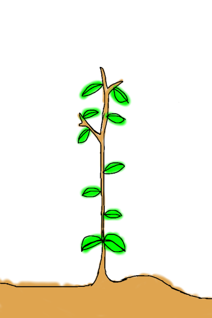 植物の生え方