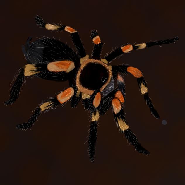 Mexican red knee tarantula (new)
