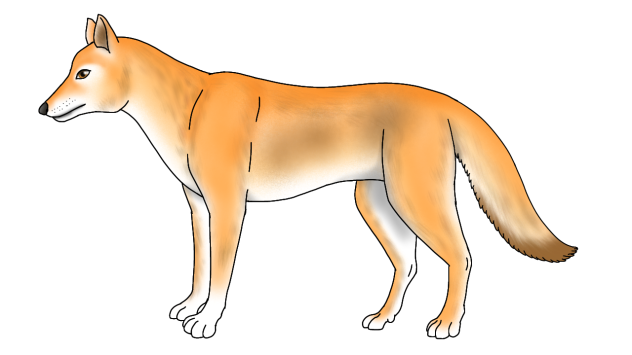Dingo redraw 2025 render