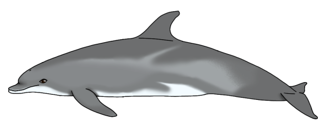 Tamanend's Bottlenose Dolphin2