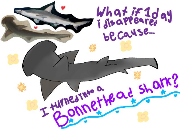Shark❤