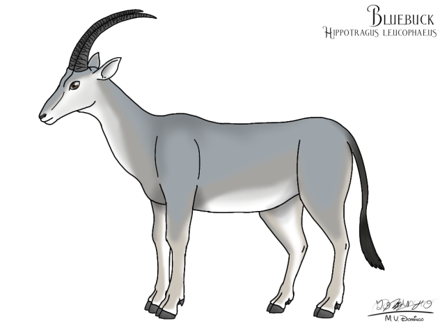 Bluebuck