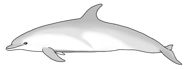 Burrunan dolphin