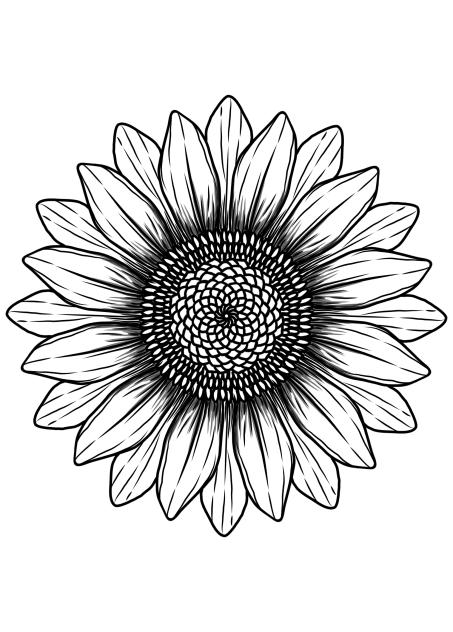 Sun flower