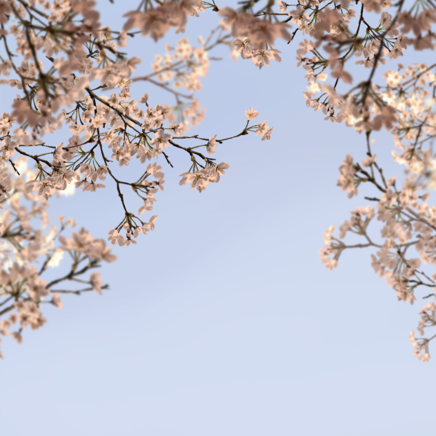 桜