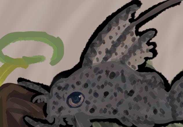 My Catfish Somcho!