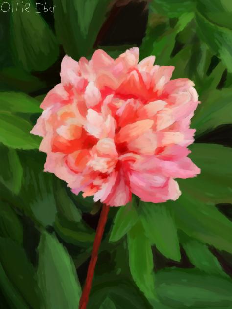 Peony Flower