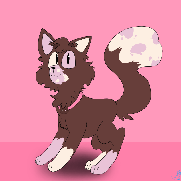 COOKIE CAT!!
