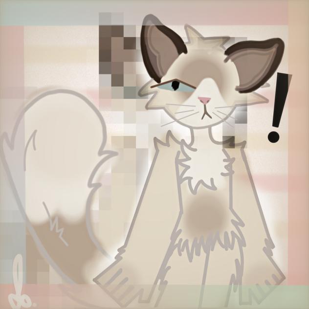 ふわふわのメインクーン！