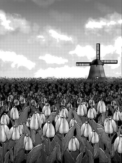 Tulip field (morning)2