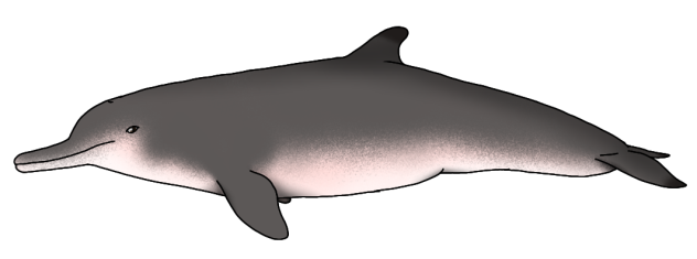 Xenorophus sloani render
