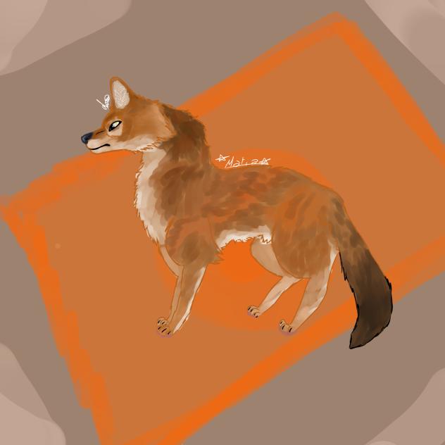 asiatic wild dog