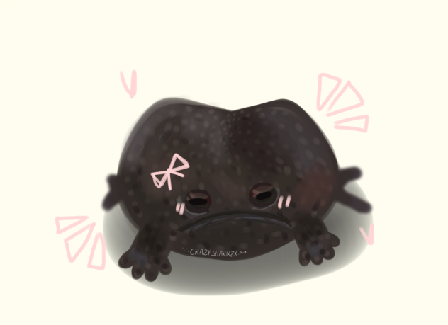 Black rain frog 🐸