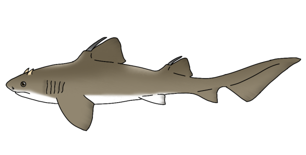 Lonchidion selachas render