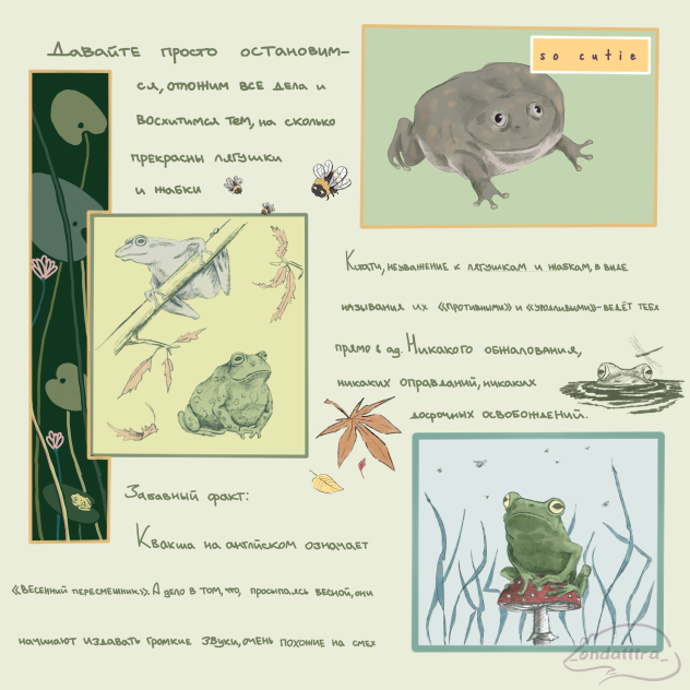 лягушки и жабки