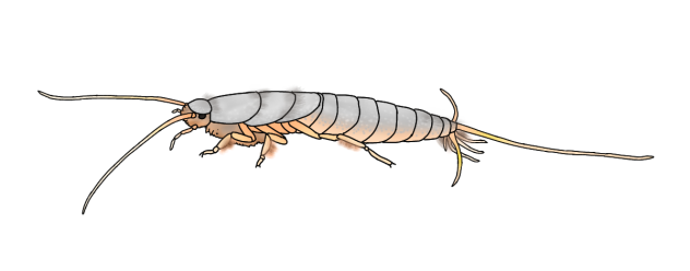 Silverfish