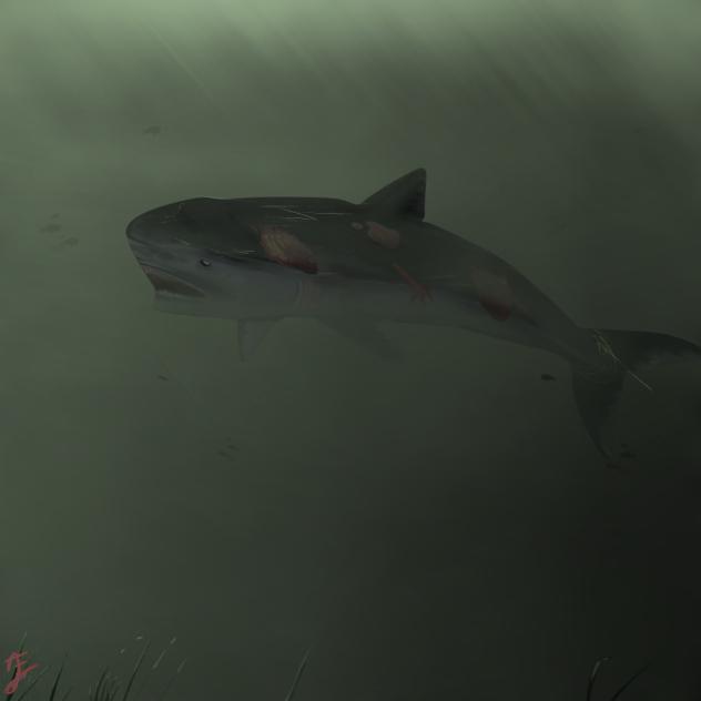 (Shark V2) 684