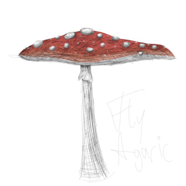 Fly agaric