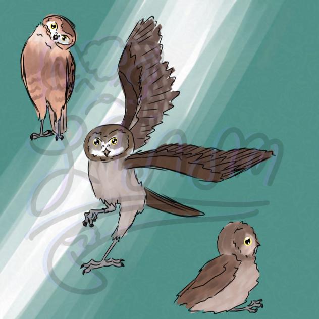 Burrowing owl