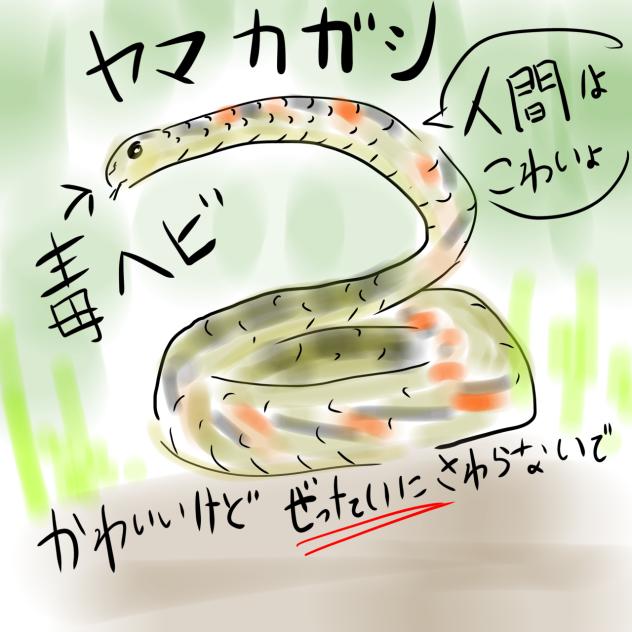 Poisonous Snake in Japan