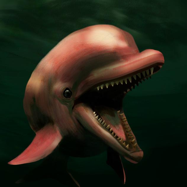 amazon pink river dolphin