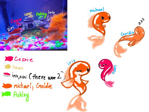 my new pet fish (●-●)