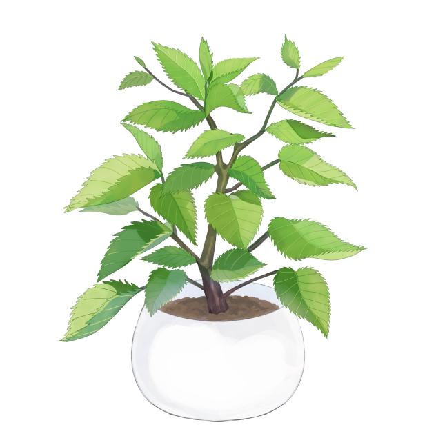 小さい観葉植物