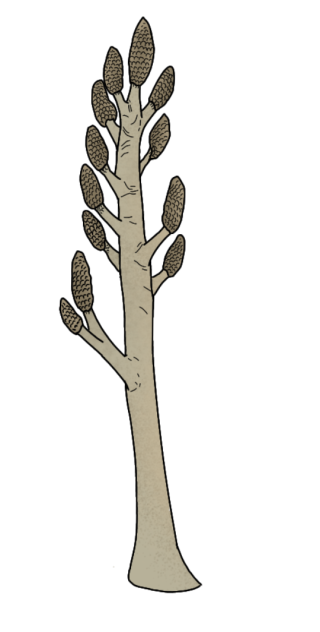 Prototaxites honeggeri render