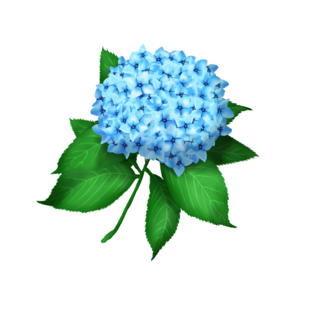 紫陽花