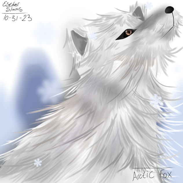 Arctic fox [ホッキョクギツネ]
