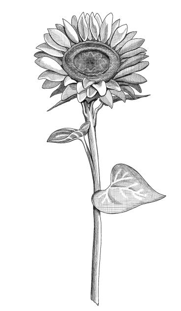 Sunflower 1b