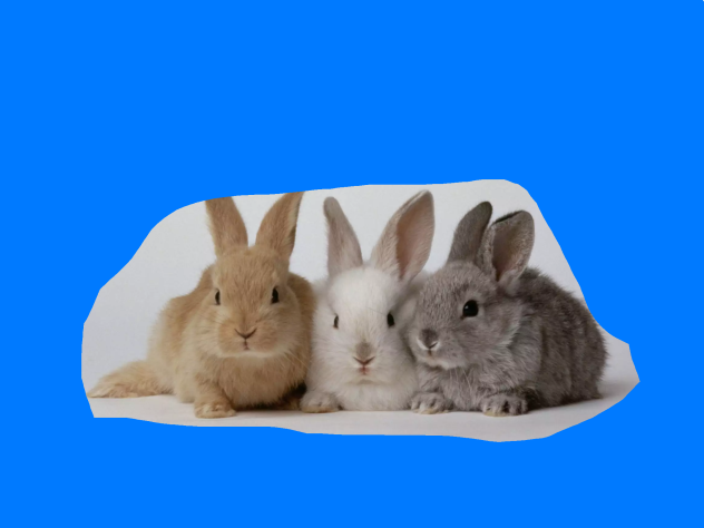Bunny 4