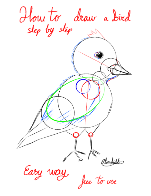How to draw a bird steps base