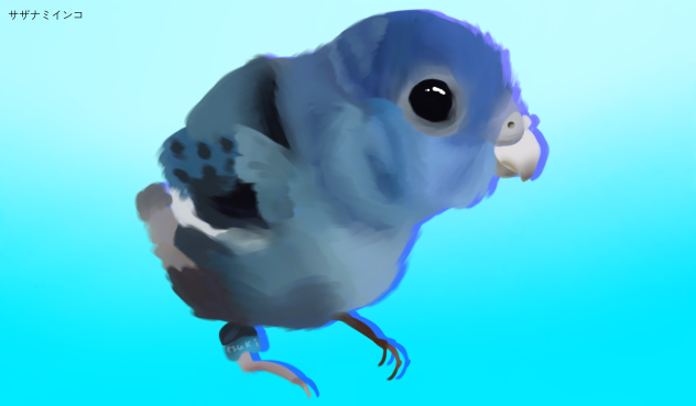 サザナミインコ