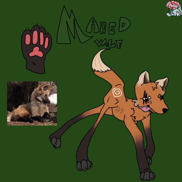 maned wolf 🪲🐾🪶