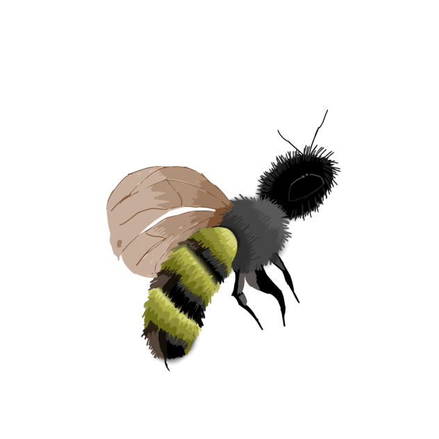 🐝