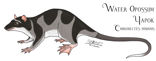 Water Opossum