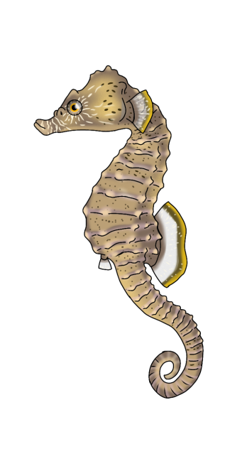 Short-snouted Seahorse2