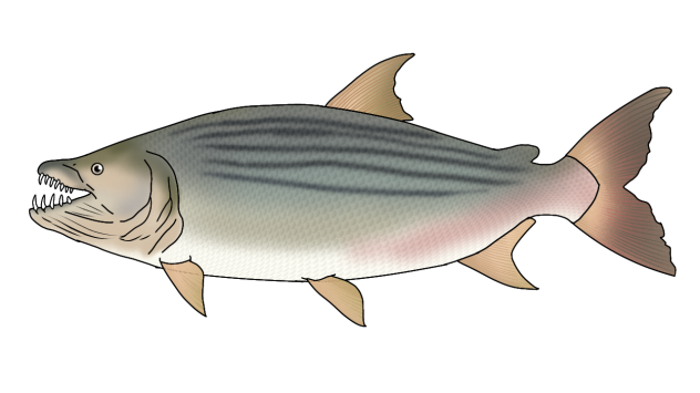 Goliath Tigerfish2