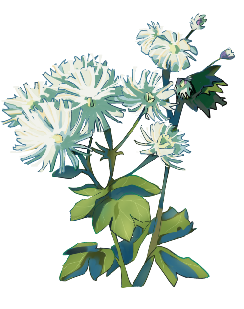 Columbine Meadow Rue