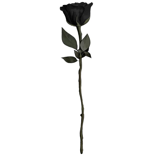 Black Rose