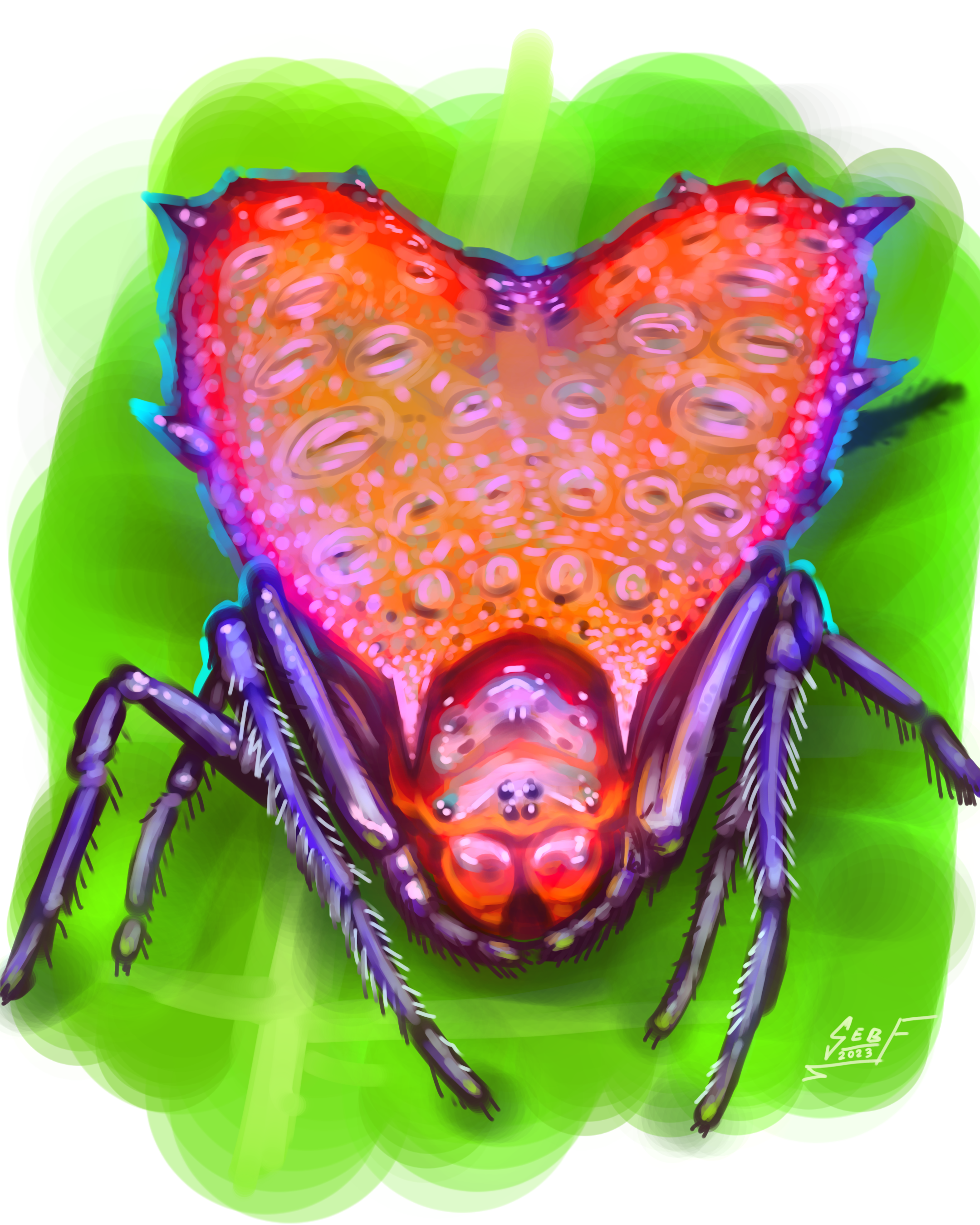 Peruvian Thorned Heart Orb Weaver Spider - ibisPaint