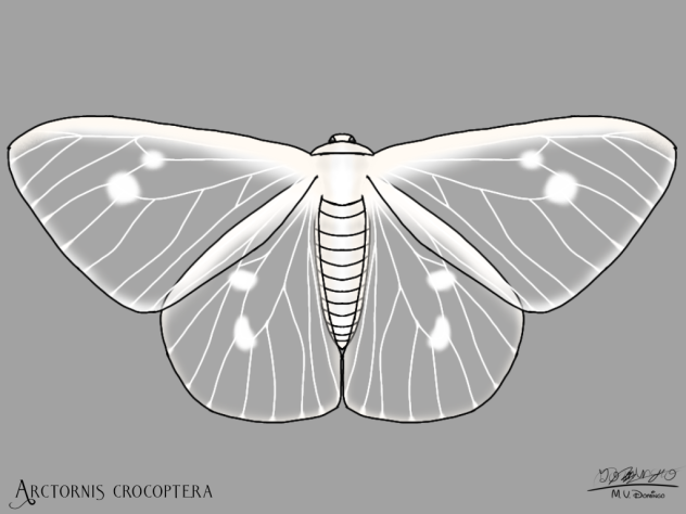 Arctornis crocoptera
